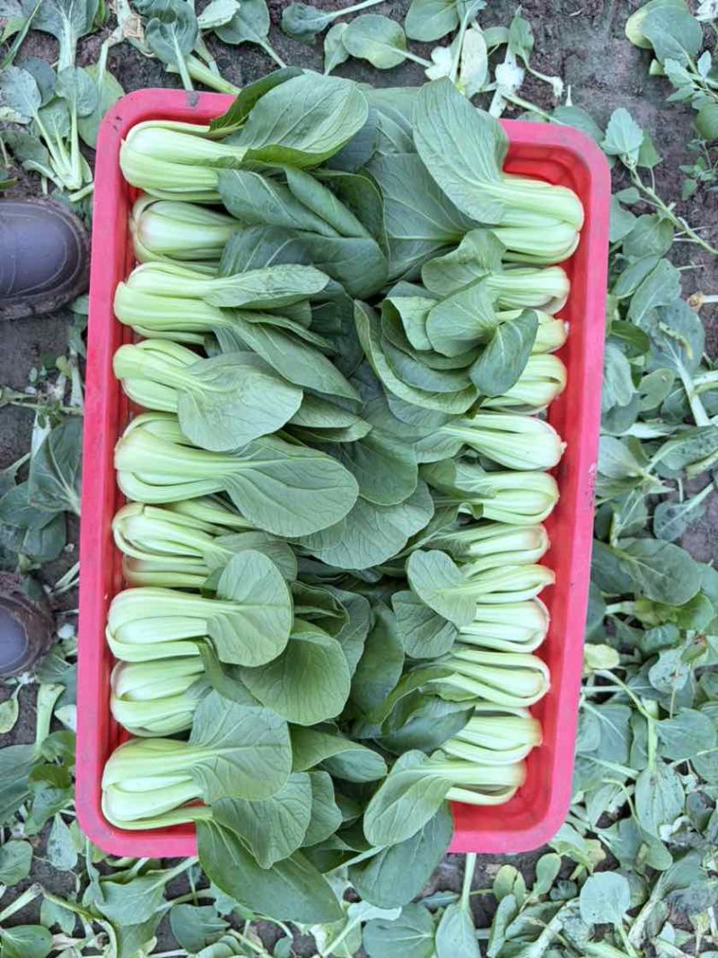 二级油菜大量有货