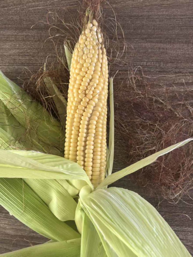 大量出售青棒，太阳花水果玉米，无虫眼。量大