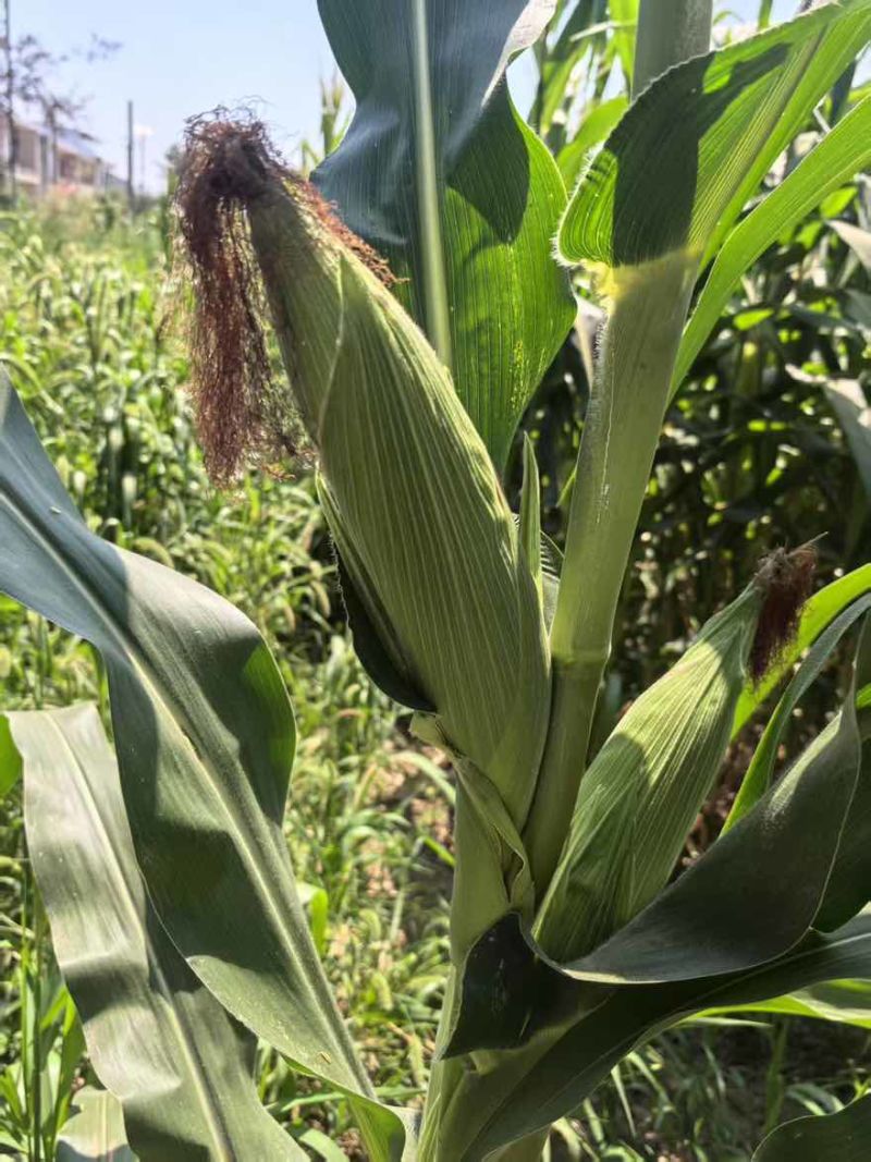大量出售青棒，太阳花水果玉米，无虫眼。量大
