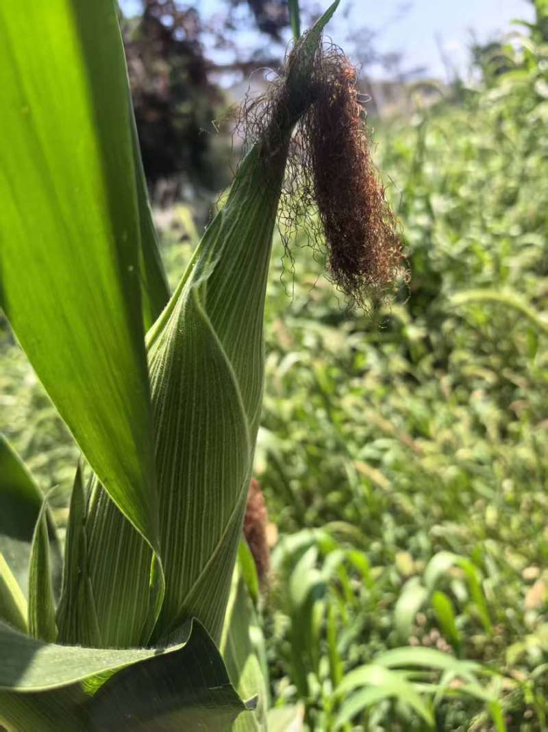 大量出售青棒，太阳花水果玉米，无虫眼。量大