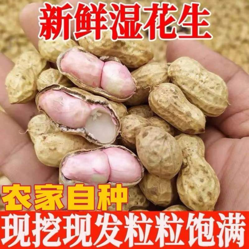 产地直发新鲜花生批发一件代发都支持