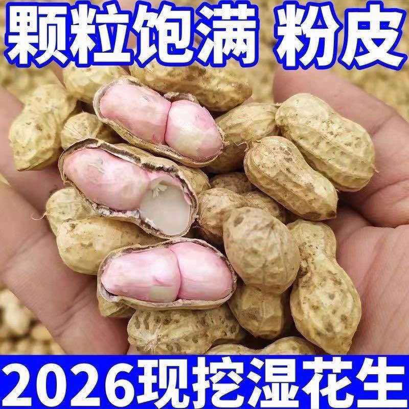 产地直发新鲜花生批发一件代发都支持