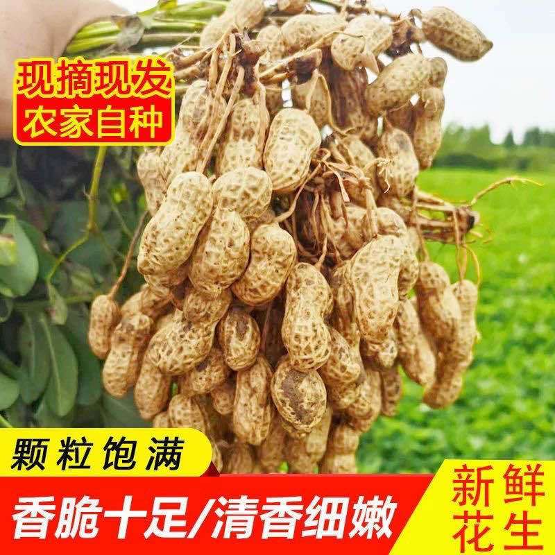 产地直发新鲜花生批发一件代发都支持