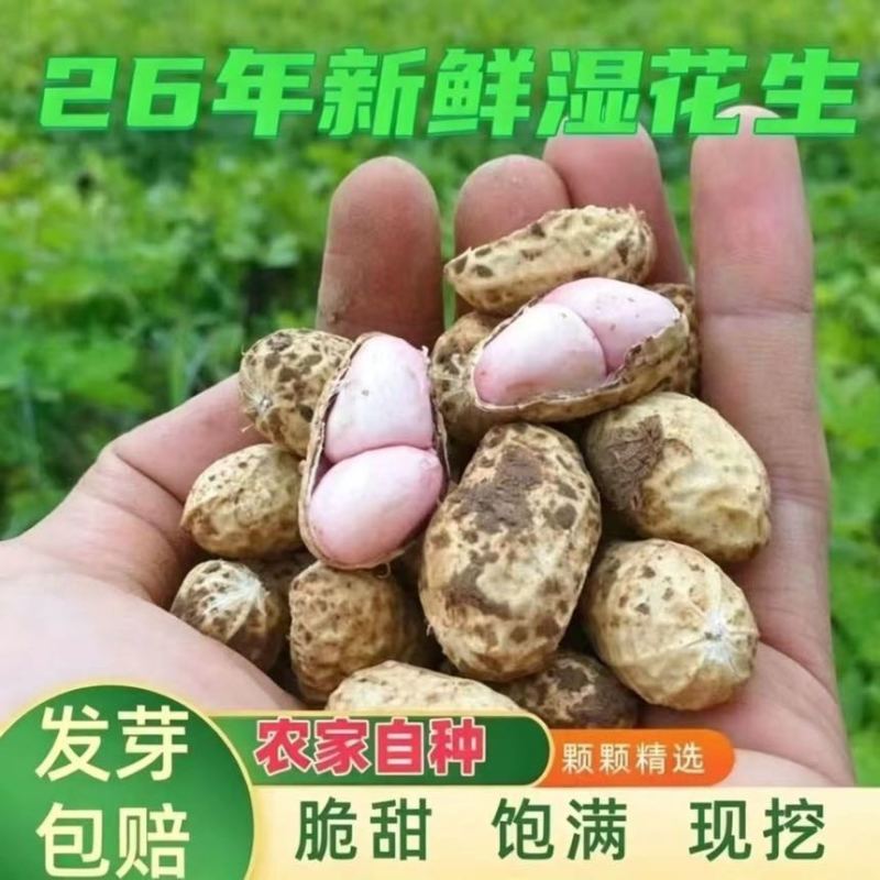 产地直发新鲜花生批发一件代发都支持