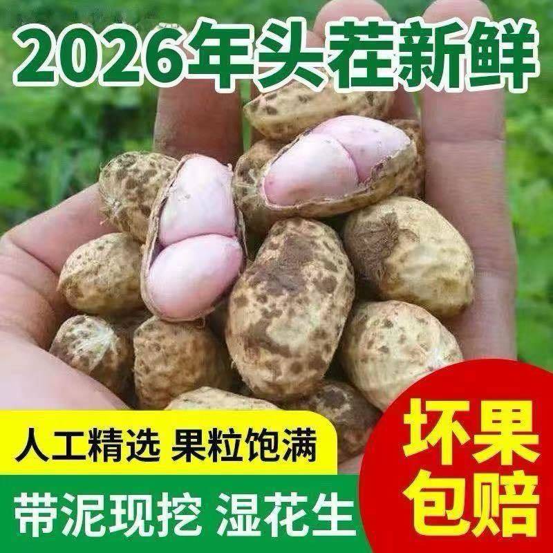 产地直发新鲜花生批发一件代发都支持
