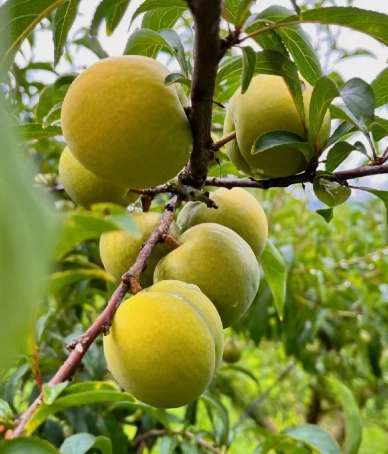 通货蜂糖李