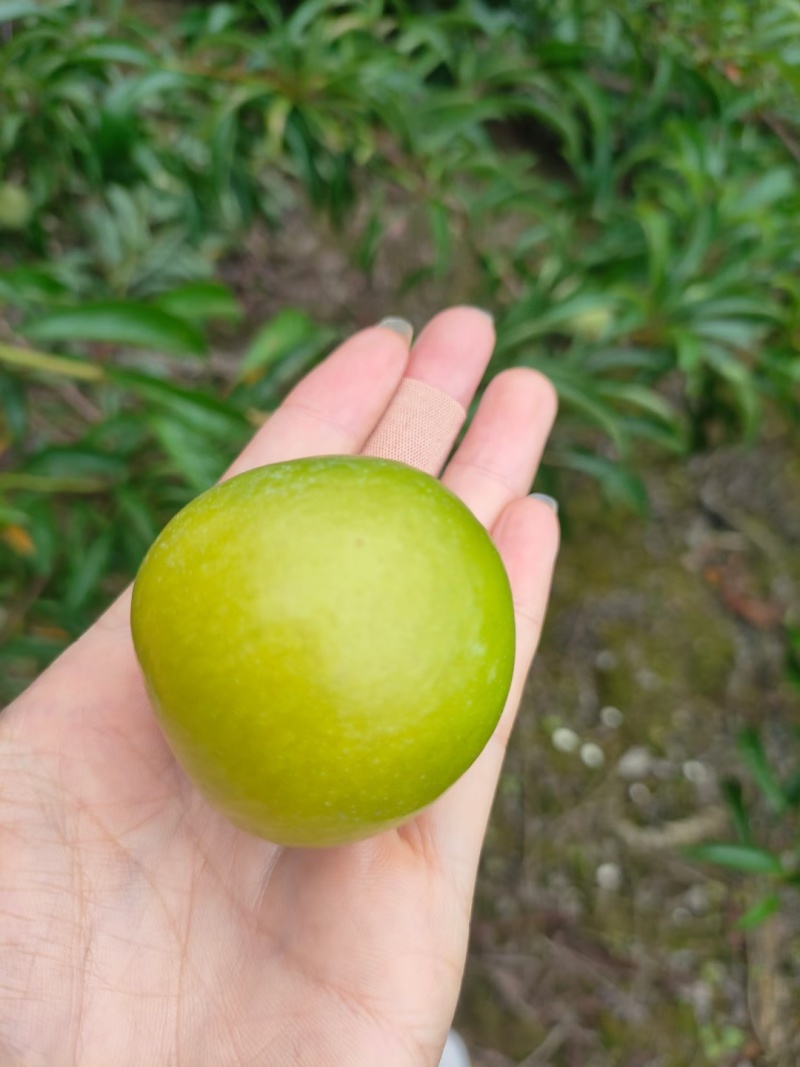 通货蜂糖李