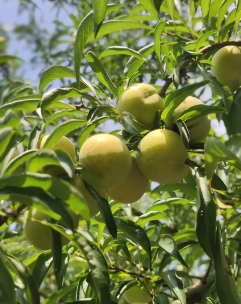 通货蜂糖李