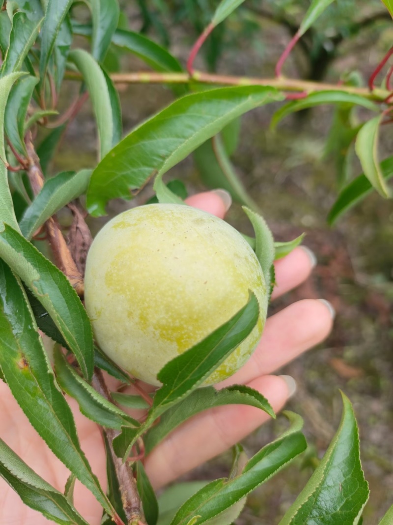 通货蜂糖李