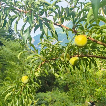 通货蜂糖李
