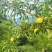 通货蜂糖李