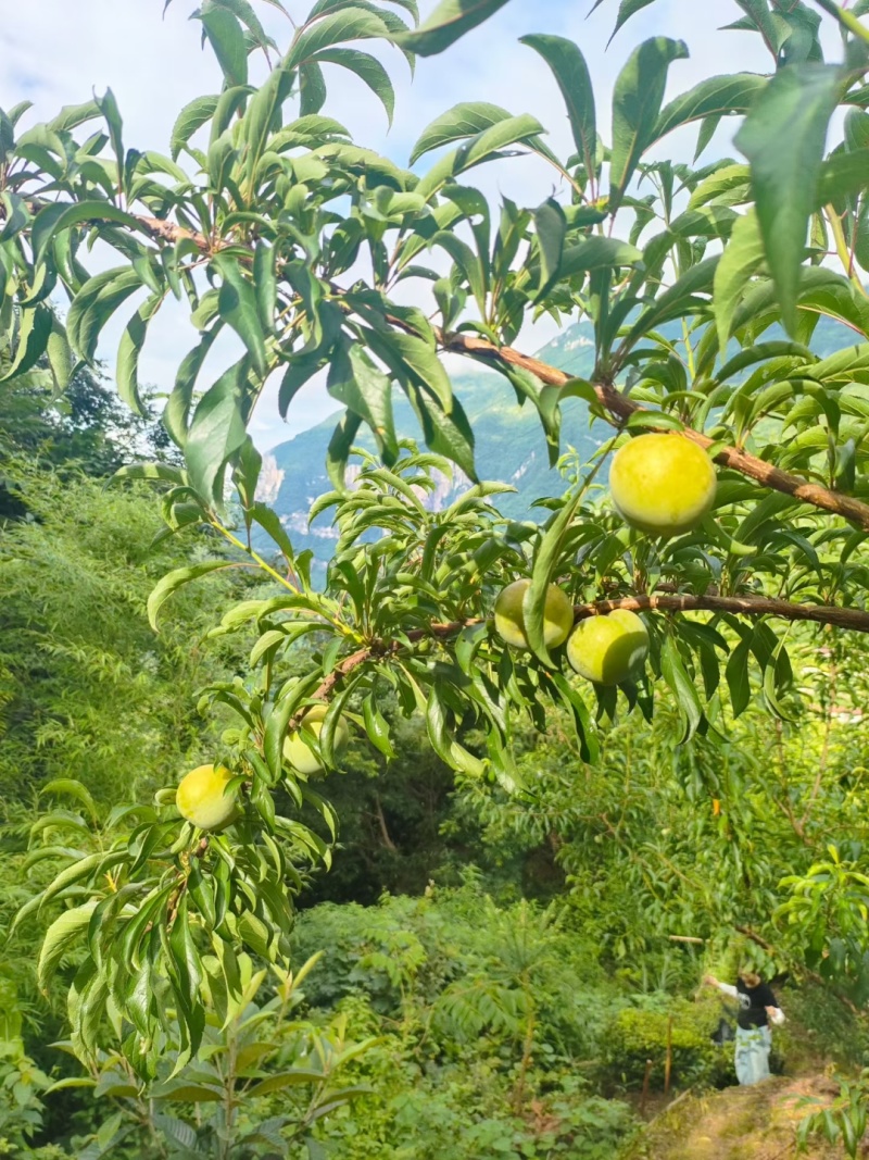 通货蜂糖李