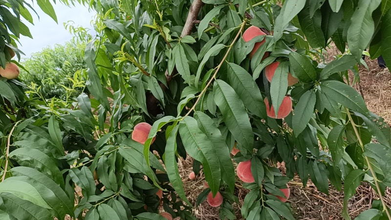 苹果脆桃子