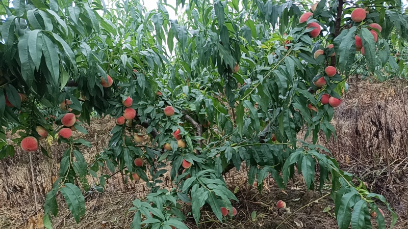 苹果脆桃子