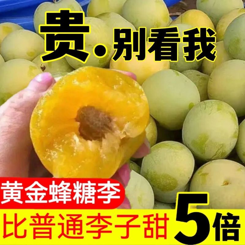 贵州大山里的蜂糖李，出口十八个国家，夏日水果界的拉法利