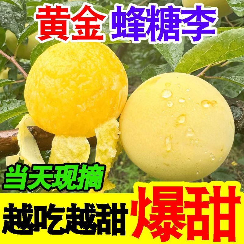 贵州大山里的蜂糖李，出口十八个国家，夏日水果界的拉法利