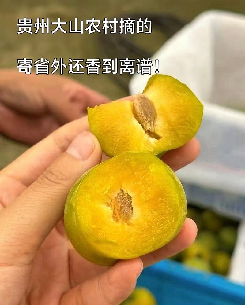 贵州大山里的蜂糖李，出口十八个国家，夏日水果界的拉法利