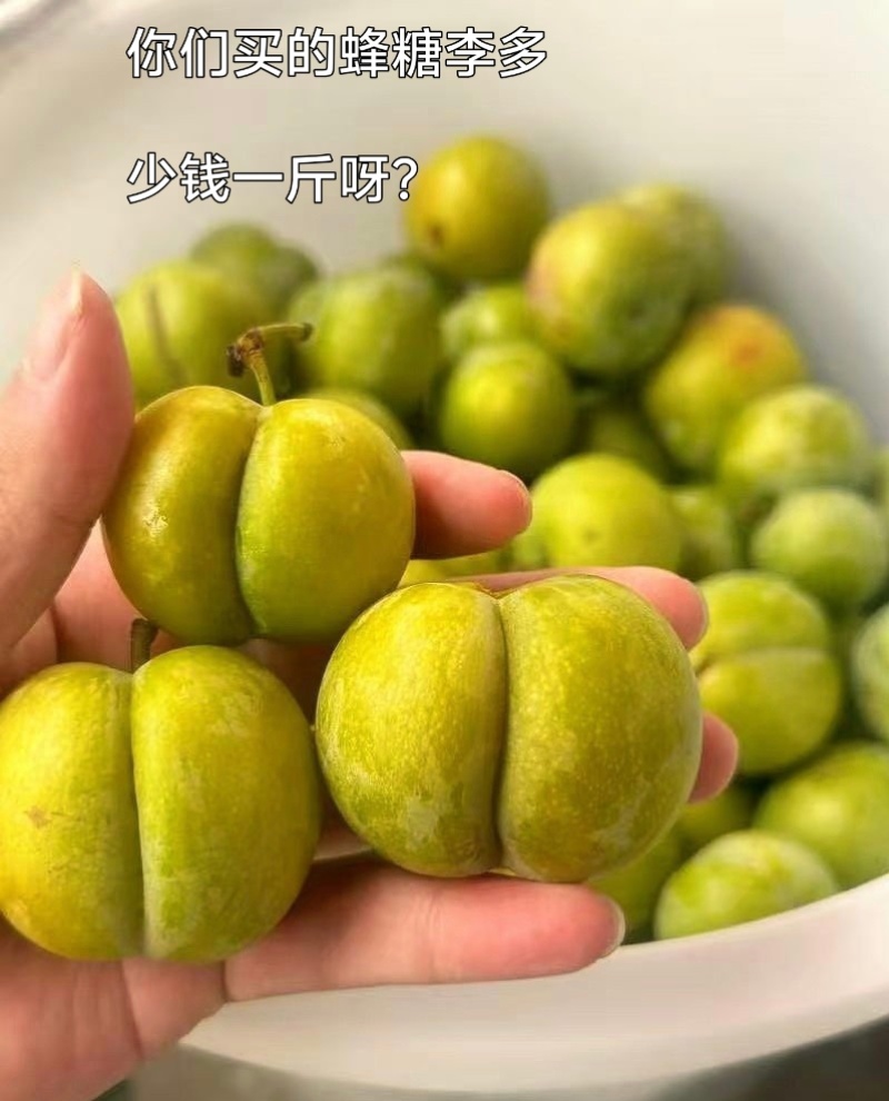 贵州大山里的蜂糖李，出口十八个国家，夏日水果界的拉法利