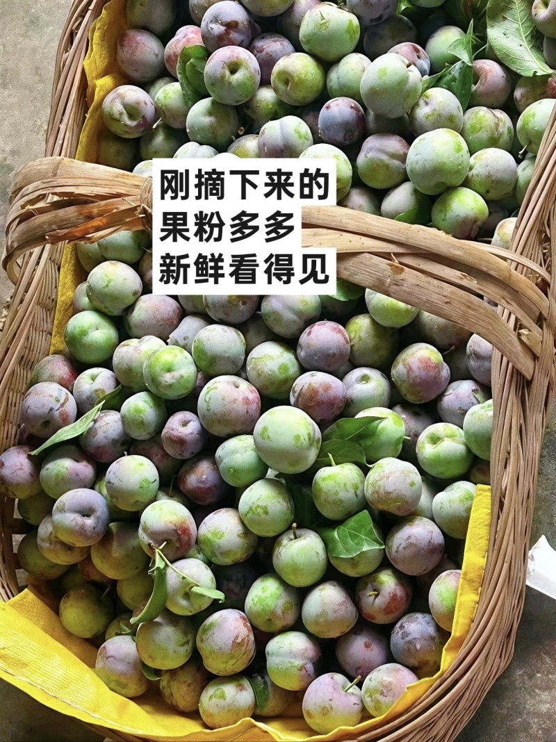 贵州大山里的蜂糖李，出口十八个国家，夏日水果界的拉法利