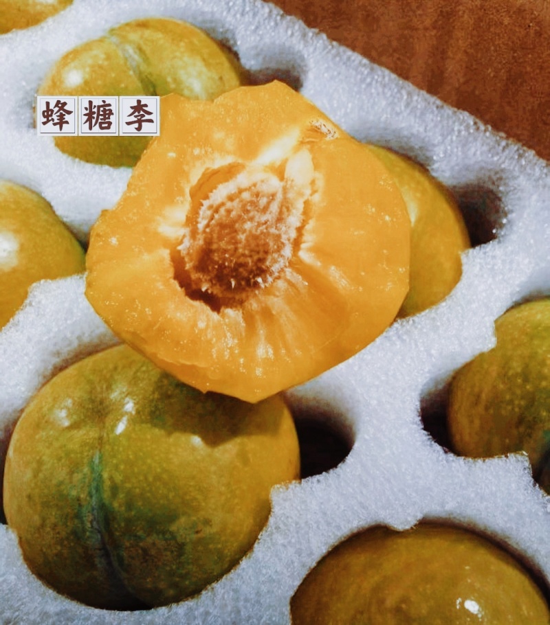 贵州大山里的蜂糖李，出口十八个国家，夏日水果界的拉法利