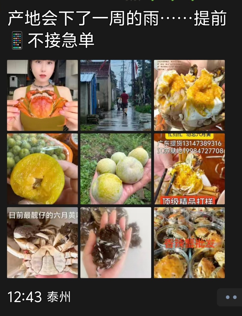 贵州大山里的蜂糖李，出口十八个国家，夏日水果界的拉法利