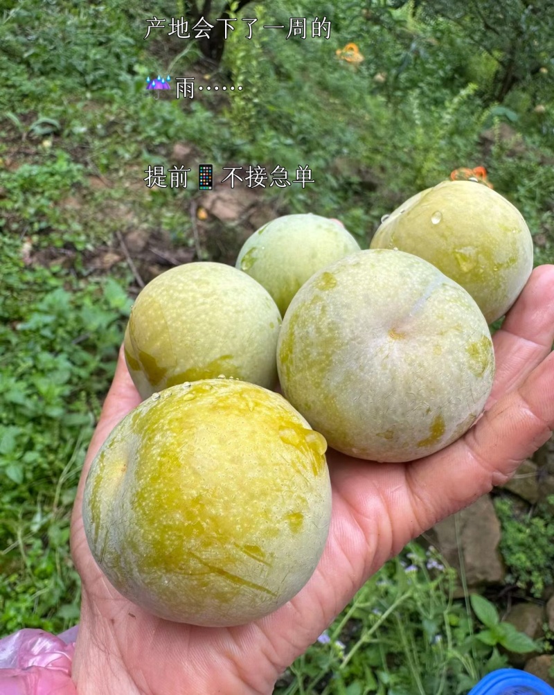 贵州大山里的蜂糖李，出口十八个国家，夏日水果界的拉法利