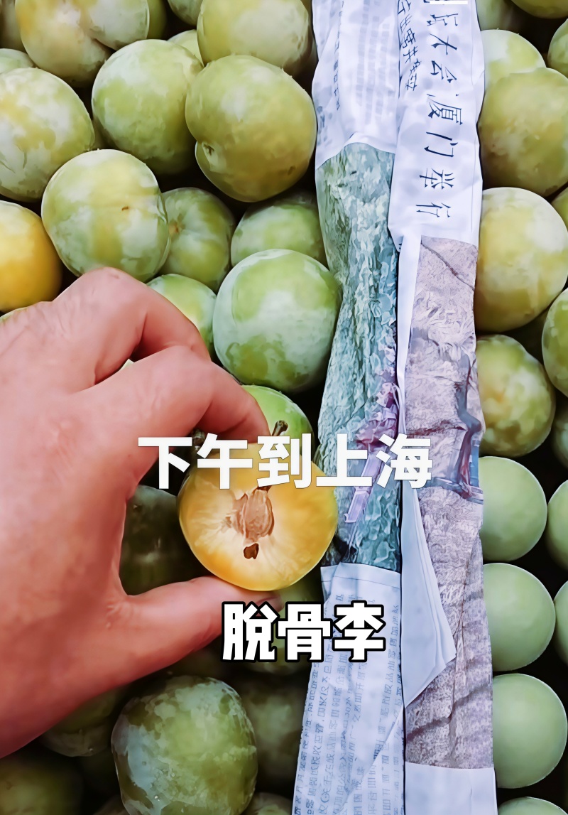 贵州大山里的蜂糖李，出口十八个国家，夏日水果界的拉法利