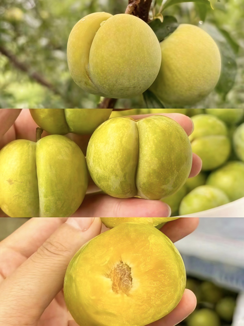 贵州大山里的蜂糖李，出口十八个国家，夏日水果界的拉法利