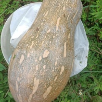 商品标准4一10斤左右每个（顶密南瓜）