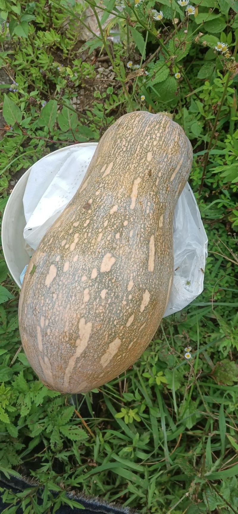 商品标准4一10斤左右每个（顶密南瓜）