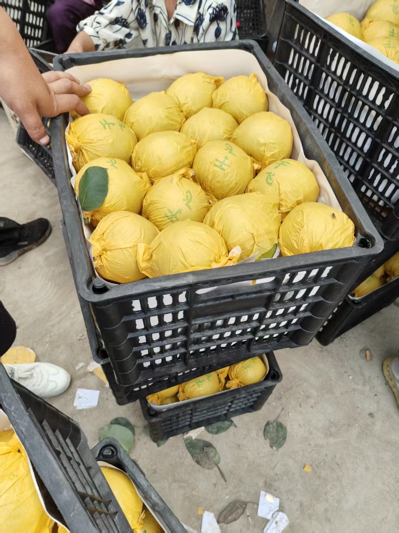 半斤起青皮黄冠梨，翠冠梨，园黄，