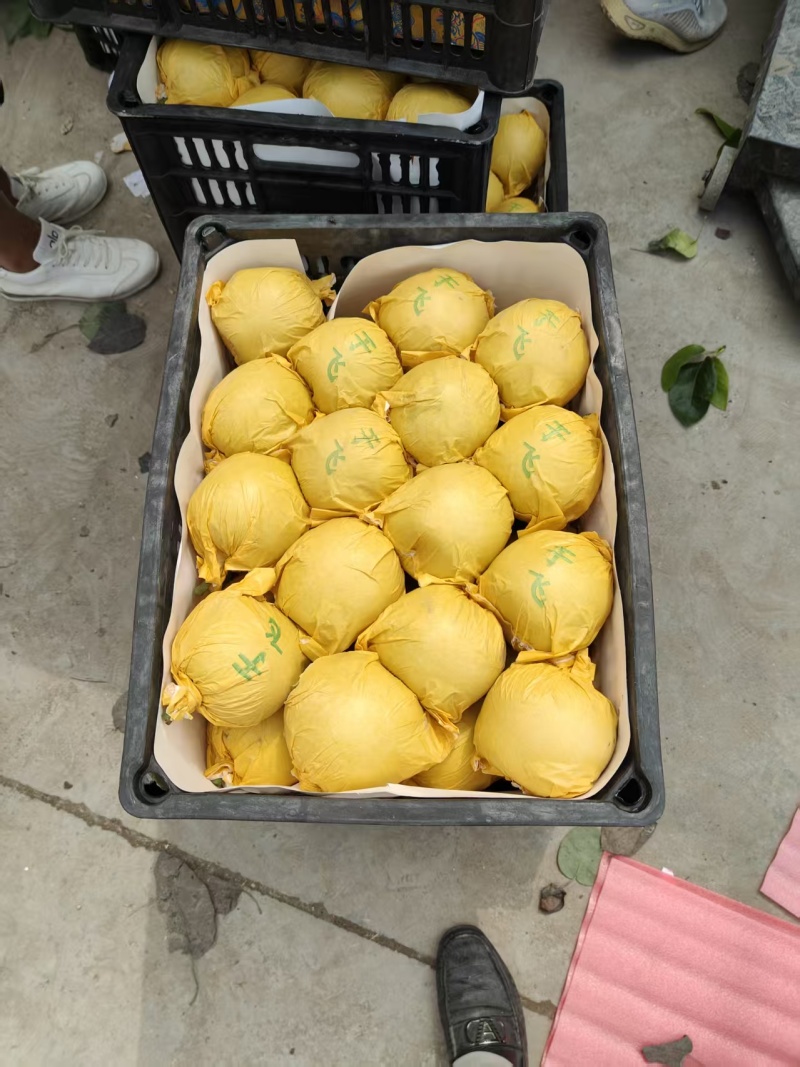 半斤起青皮黄冠梨，翠冠梨，园黄，