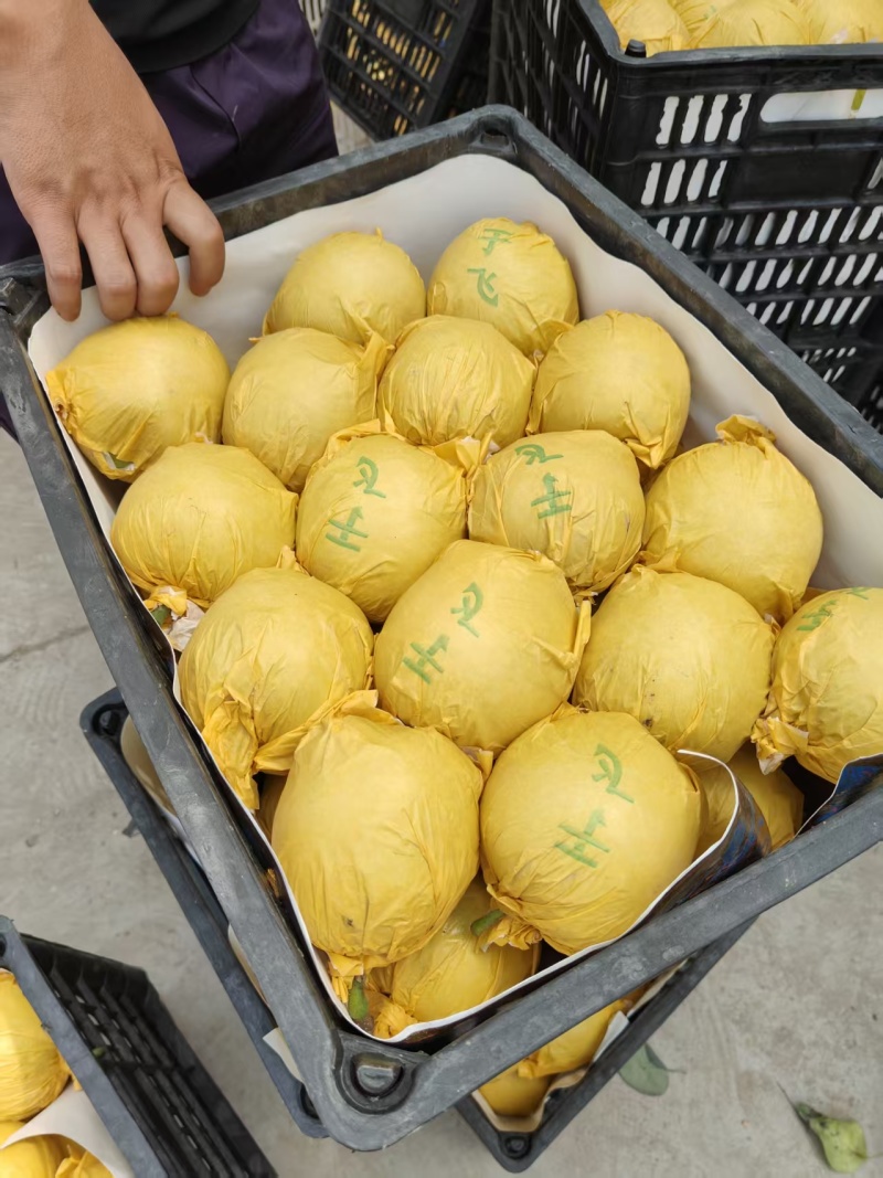 半斤起青皮黄冠梨，翠冠梨，园黄，