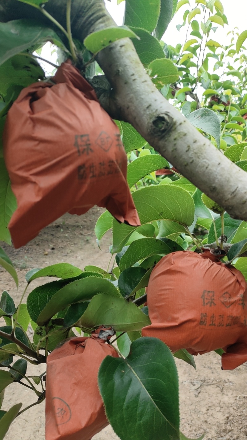 半斤起青皮黄冠梨，翠冠梨，园黄，