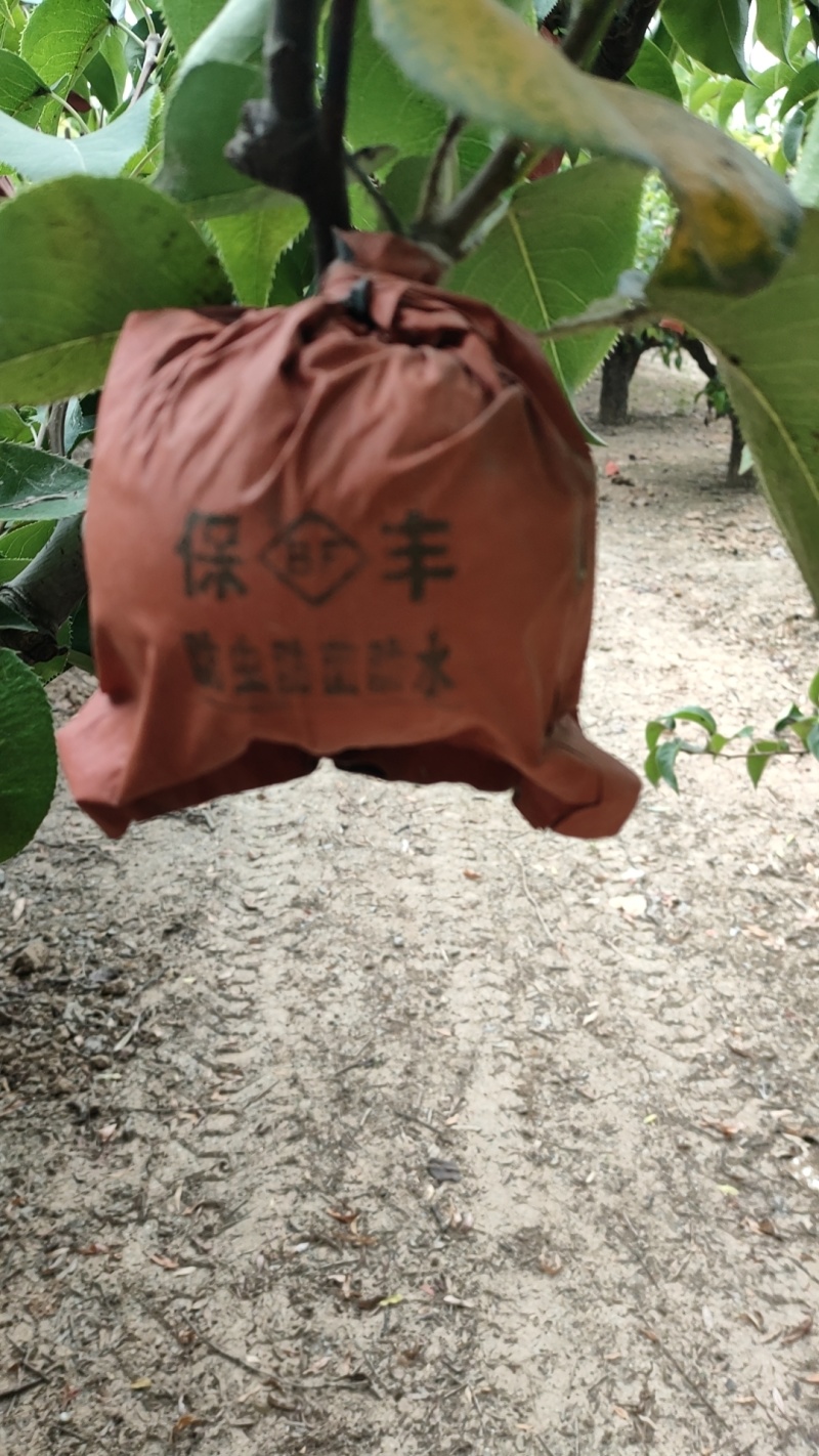 半斤起青皮黄冠梨，翠冠梨，园黄，