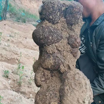 长期有货欢迎电话咨询量大从优新鲜茯苓等你来抢购