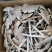 鸡枞菌