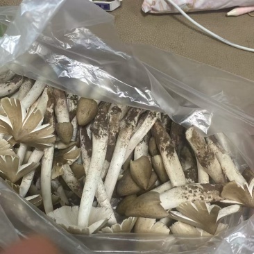 鸡枞菌