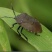九香虫活虫