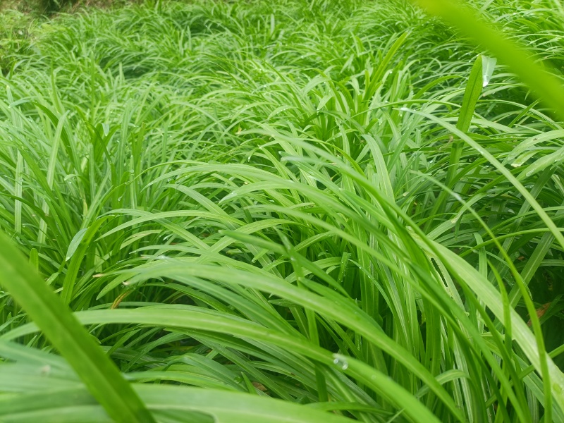 贵州宽叶水韭菜，30公分