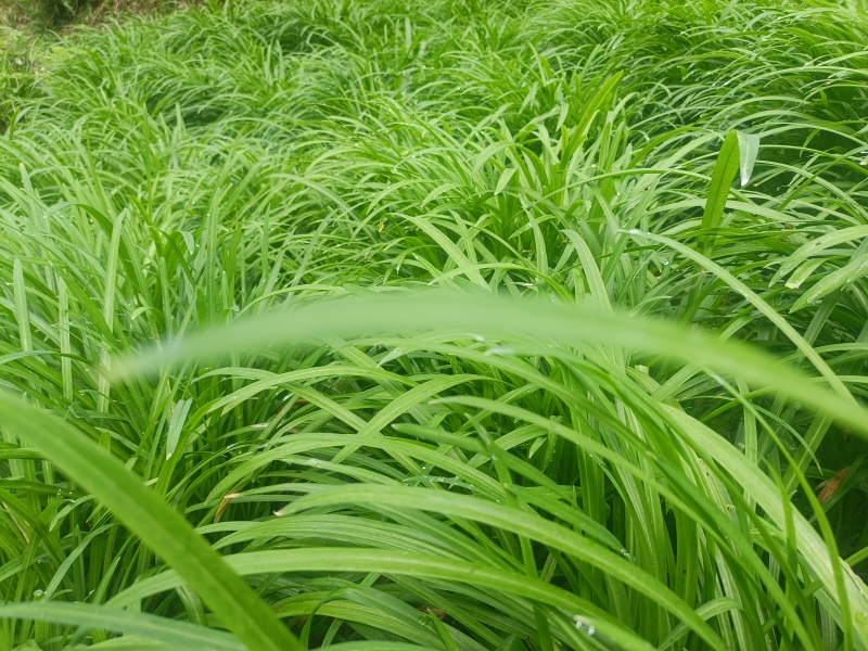 贵州宽叶水韭菜，30公分