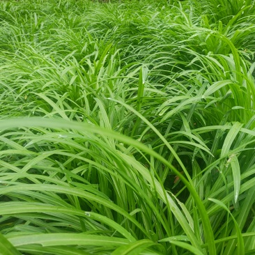 贵州宽叶水韭菜，30公分
