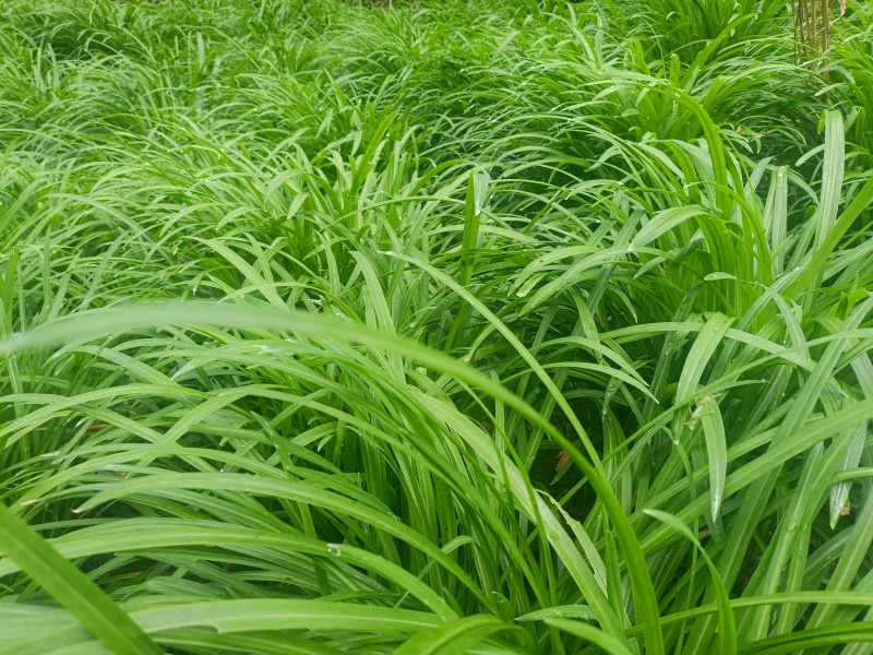 贵州宽叶水韭菜，30公分