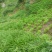 贵州宽叶水韭菜，30公分