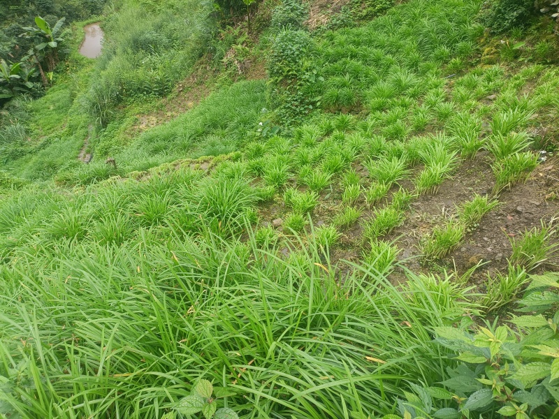 贵州宽叶水韭菜，30公分