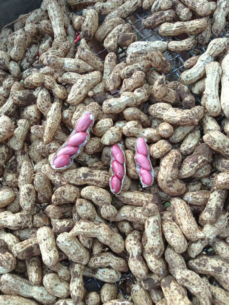 鲜花生价格美丽