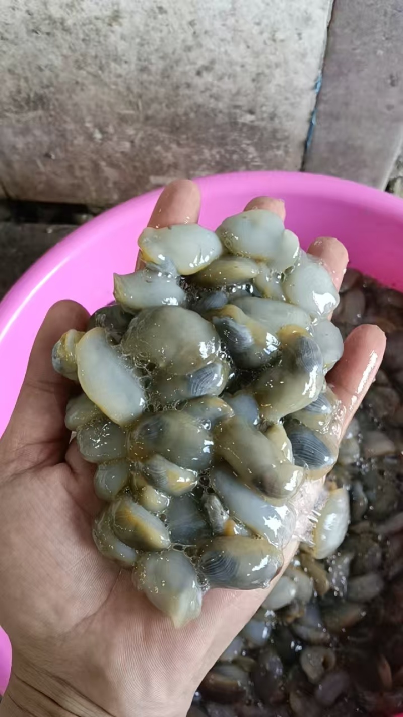 泥螺