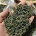 香茶
