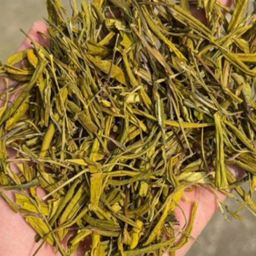黄金芽