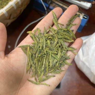 龙井
